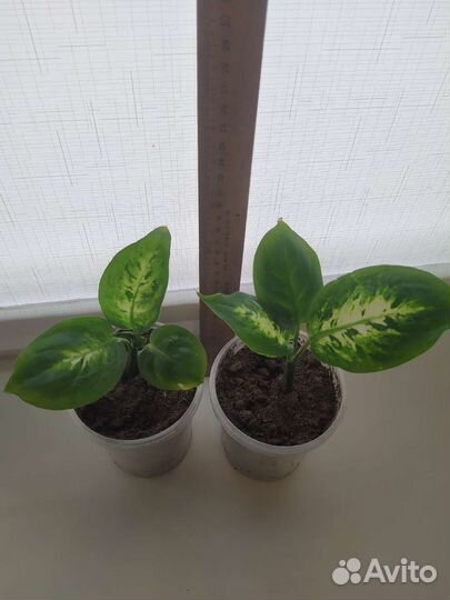 Диффенбахия