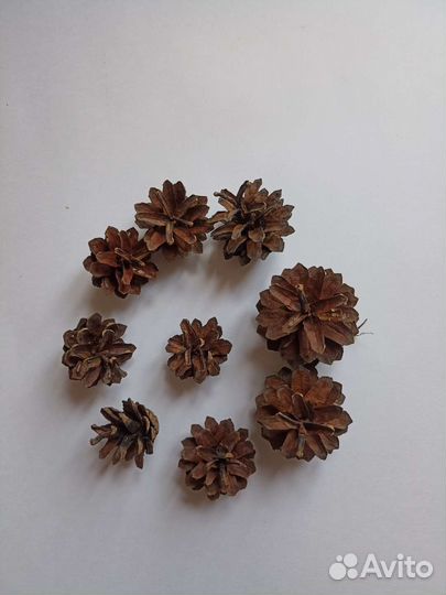 Шишки сосновые новогодний декор для поделок