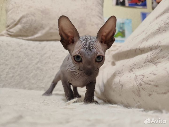 Канадский сфинкс