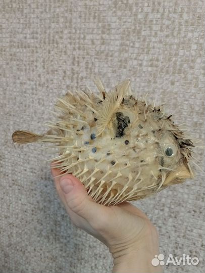 Рыба Фугу (Чучело)
