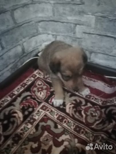 Собака в добрые руки отдам бесплатно щенки