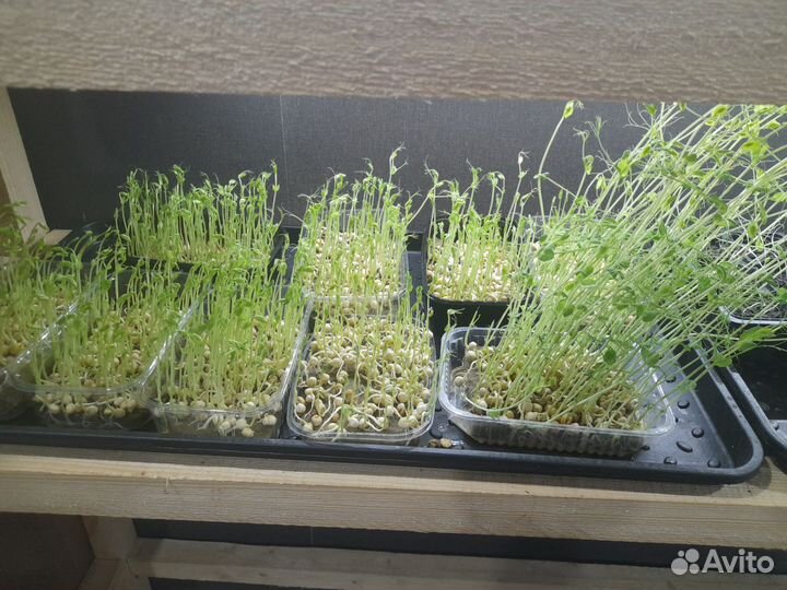 Зеленый горошек