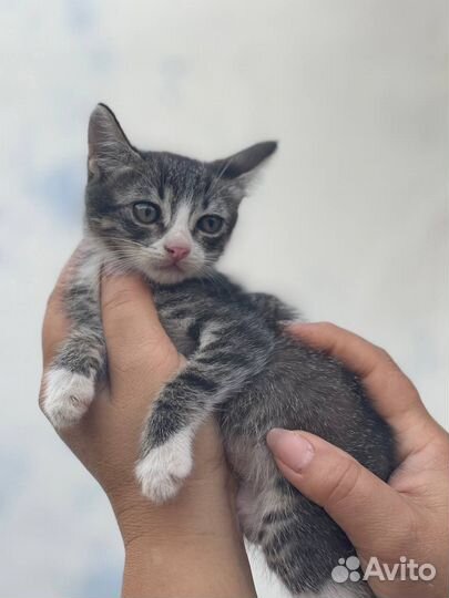 Кошка в дар