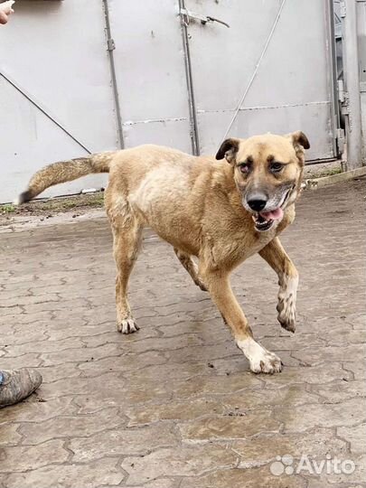 Собака в добрые руки