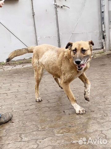 Собака в добрые руки