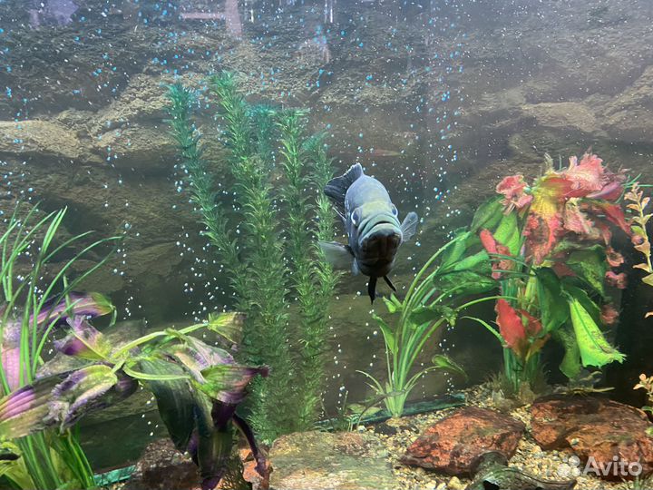 Аквариум с тумбой 600 литров