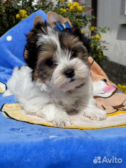 Очень красивые щенки Бивер