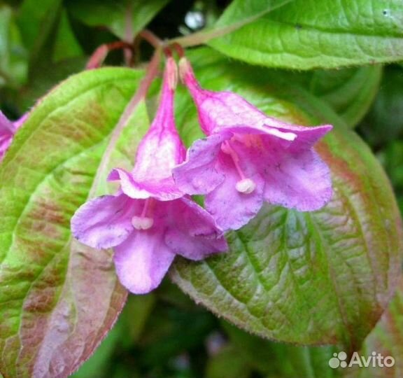 Вейгела Minor Black и Wings of Fire