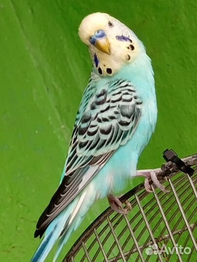 Волнистый попугай пара