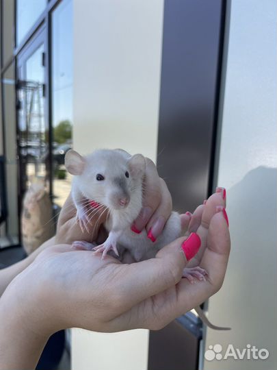 Крыса дамбо голубая норка