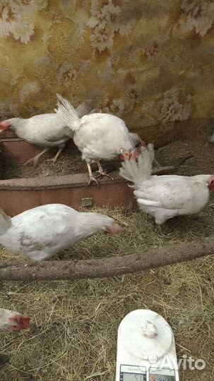 Куры молодки