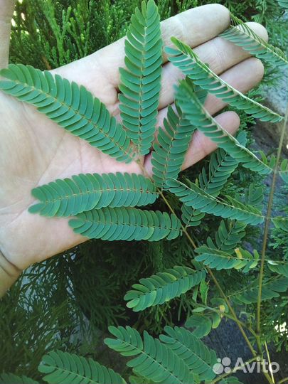 Акация ленкоранская, Альбиция