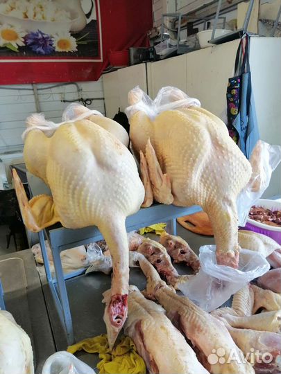 Индюки и индейки собираю заказы