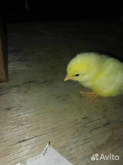 Цыплята бройлеры