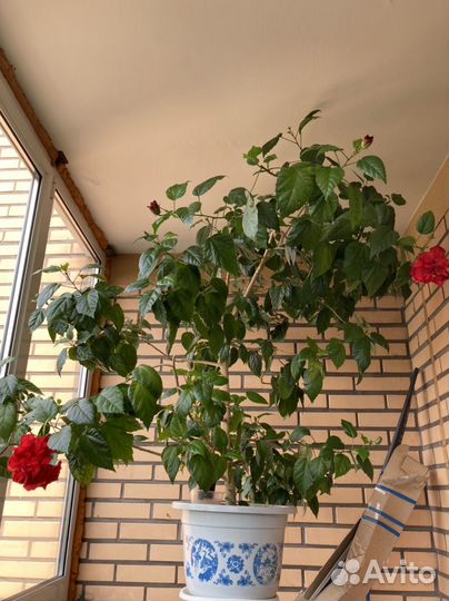 Гибискус (Китайская роза)