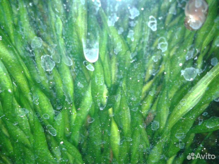 Водоросли для аквариума