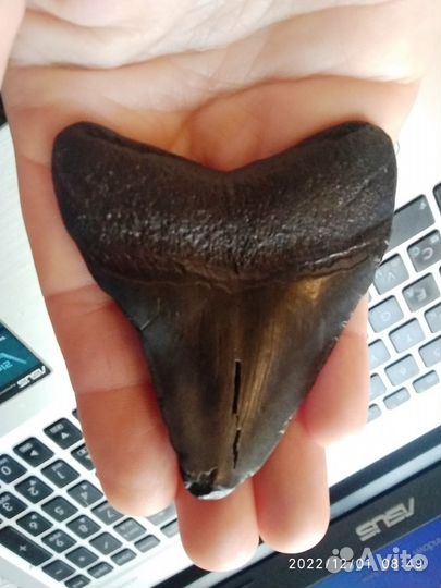 Зуб вымершей акулы - мегалодона (Otodus megalodon)