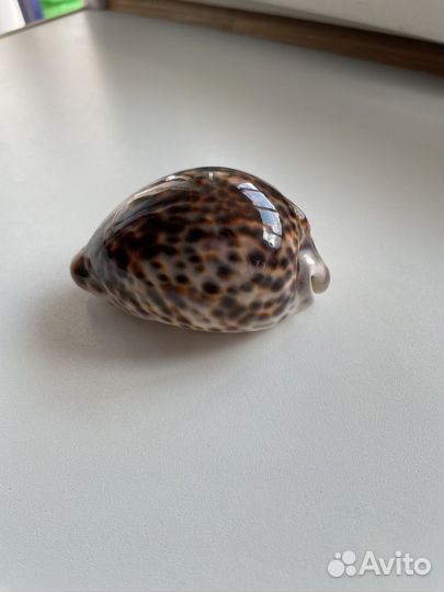 Ракушка с моря