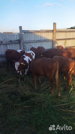 Бычки 3-5 месячные