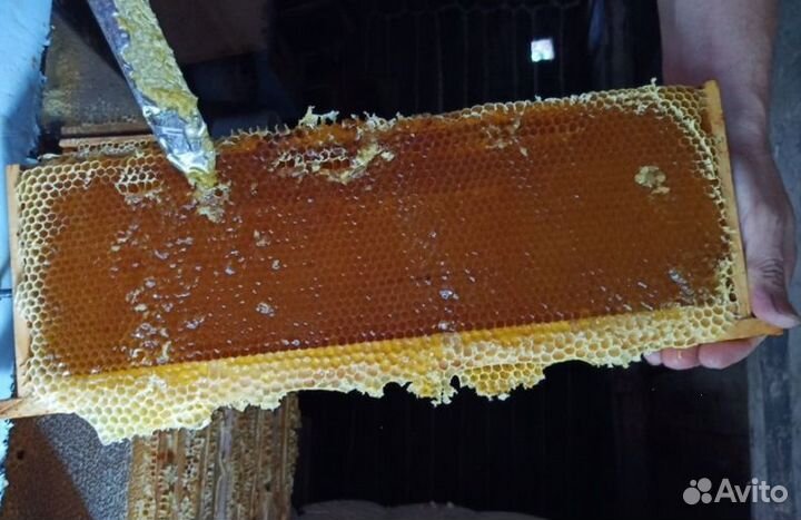 2023 года Мед из Алтая опт