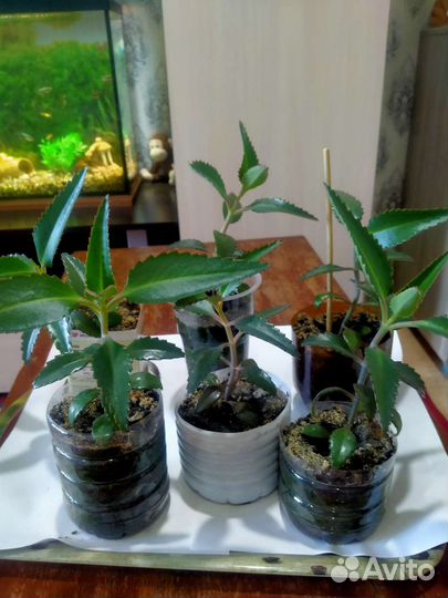 Каланхоэ лечебное