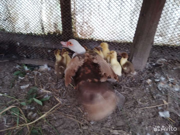 Утка с утятами мускусная