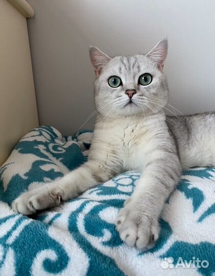 Кот вязка