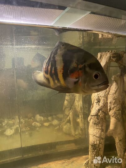 Астронотус