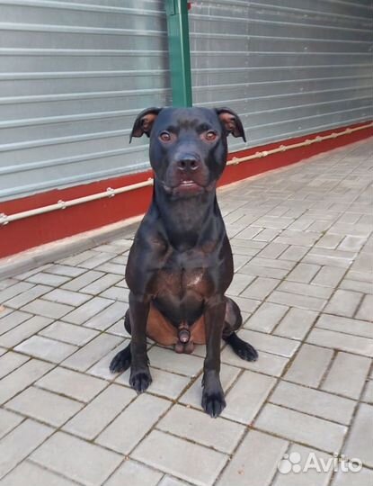 Кобель Питбультерьер для вязки