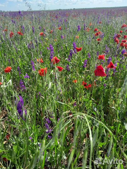 Сено в тюках