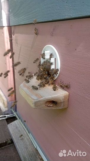 Мед свежий разнотравье 2023