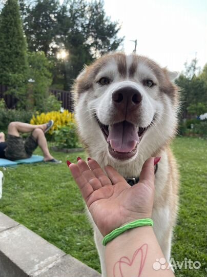 Сибирский хаски мальчик бесплатно