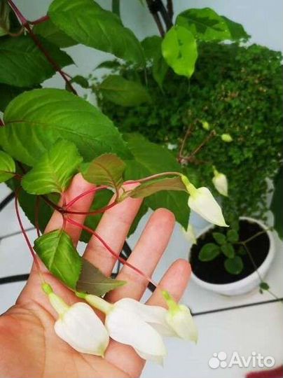 Фуксия marshmallow