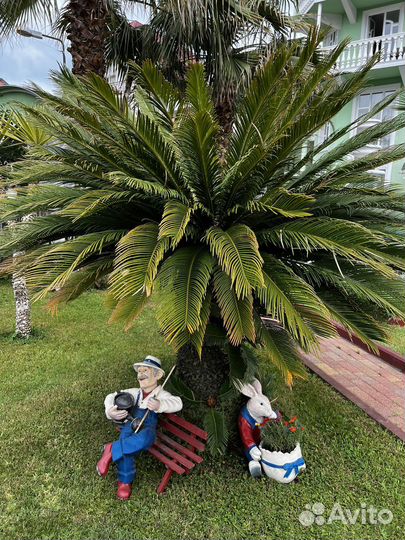 Саговая пальма