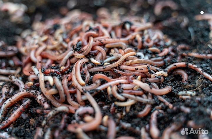 Дождевые калифорнийские черви