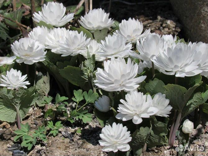 Сангвинария махровая бронь на осень