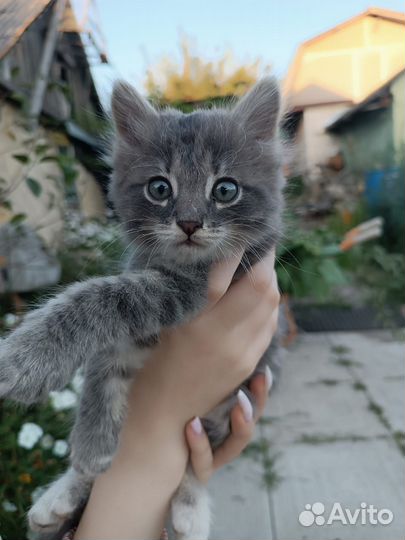 Котята (девочки) в добрые руки бесплатно