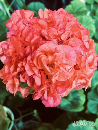 Герань Дадмон Мюррей