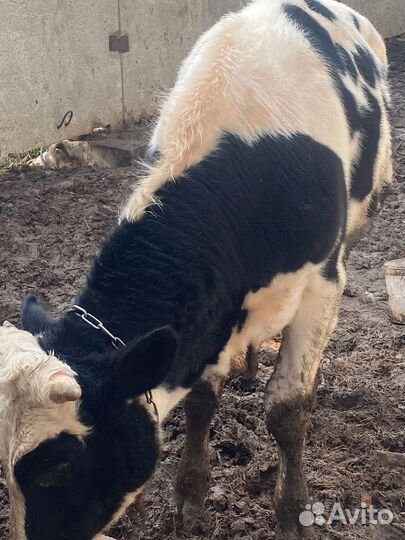 Продажа быков