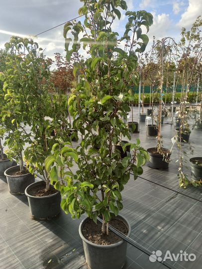 Груша Шантеклер С35 Н140-150