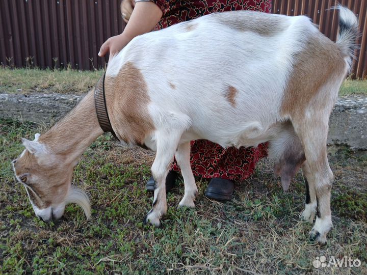 Коза дойная молочная