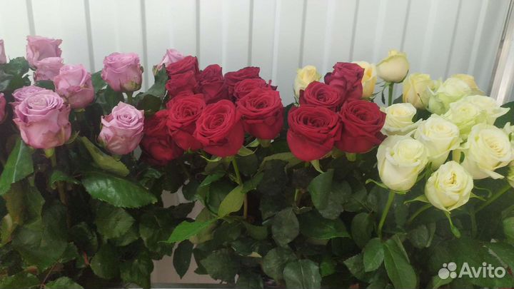 Розы 80 см