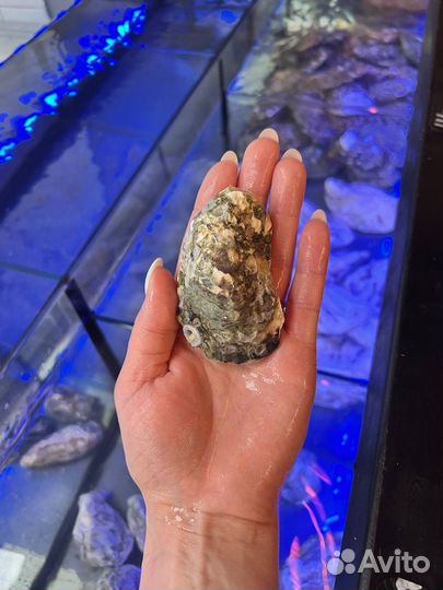 Живые устрицы