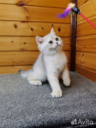 Голубая золотая шиншилла