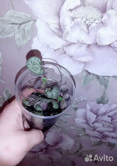 Циропегия Вуда