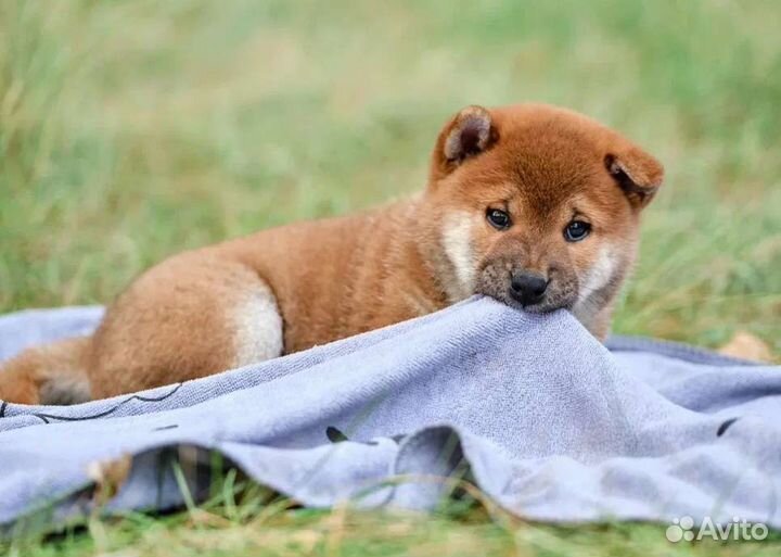 Щенки сиба ину