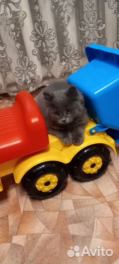 Сибирский котенок