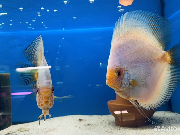 Дискусы Белые -Бабочки