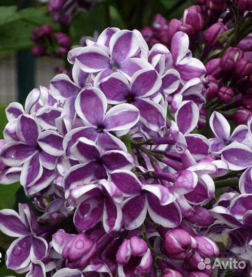 Сирень Красавица Москвы, Сенсация