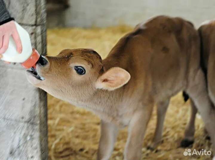 Зцм для козлят